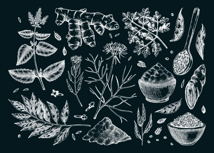 Indian cuisine herb and spice sketches set. Curry, cumin, mustard, turmeric, coriander, cloves chalk drawing. Kitchen spices hand-drawn vector illustration. NOT AI genereted